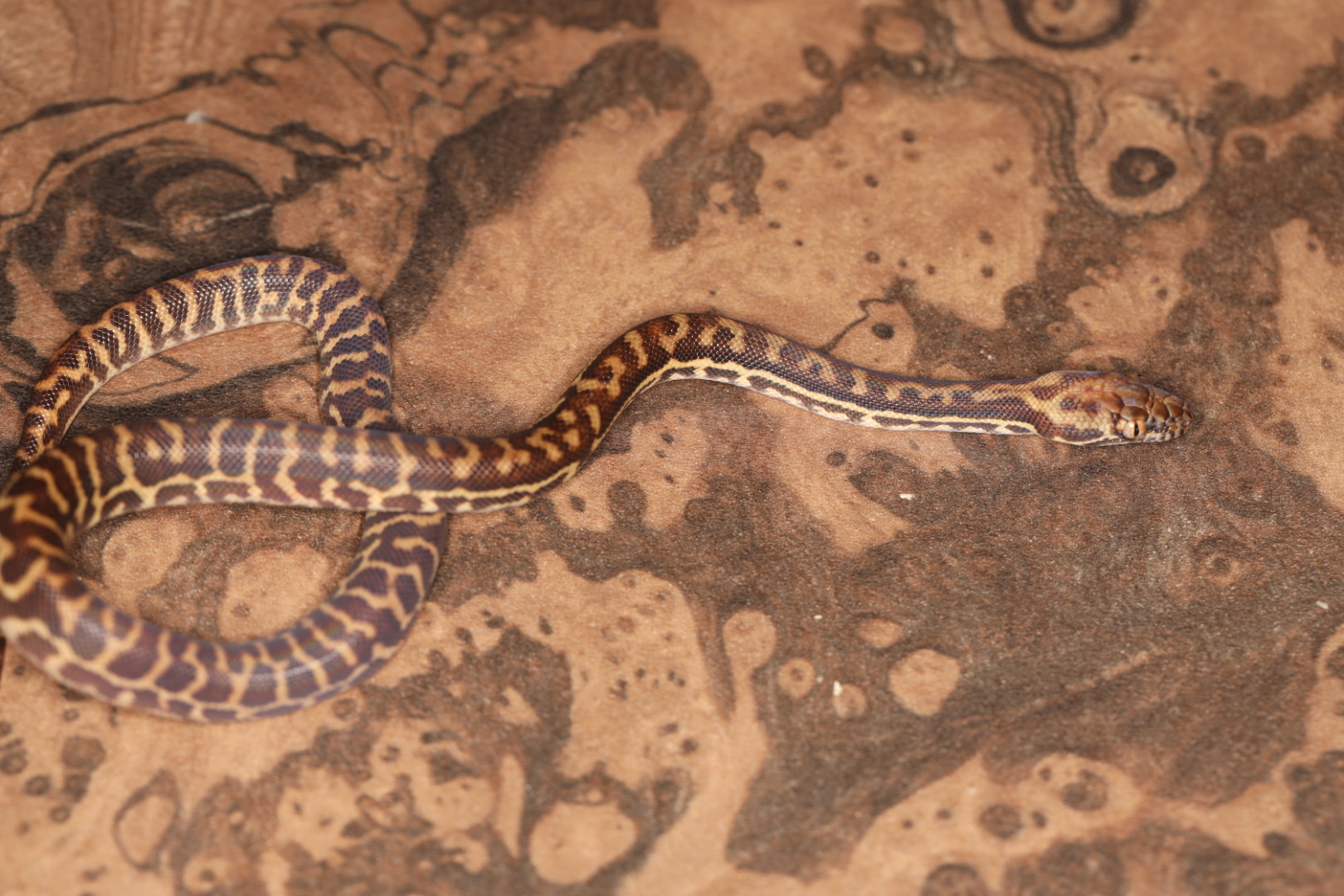 スティムソンパイソン オリエンタリス