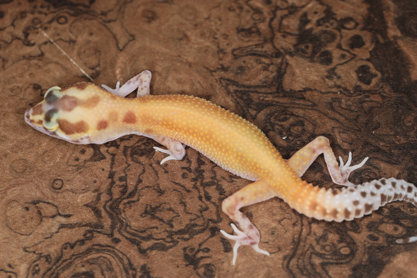 ヒョウモントカゲモドキ RAPTOR