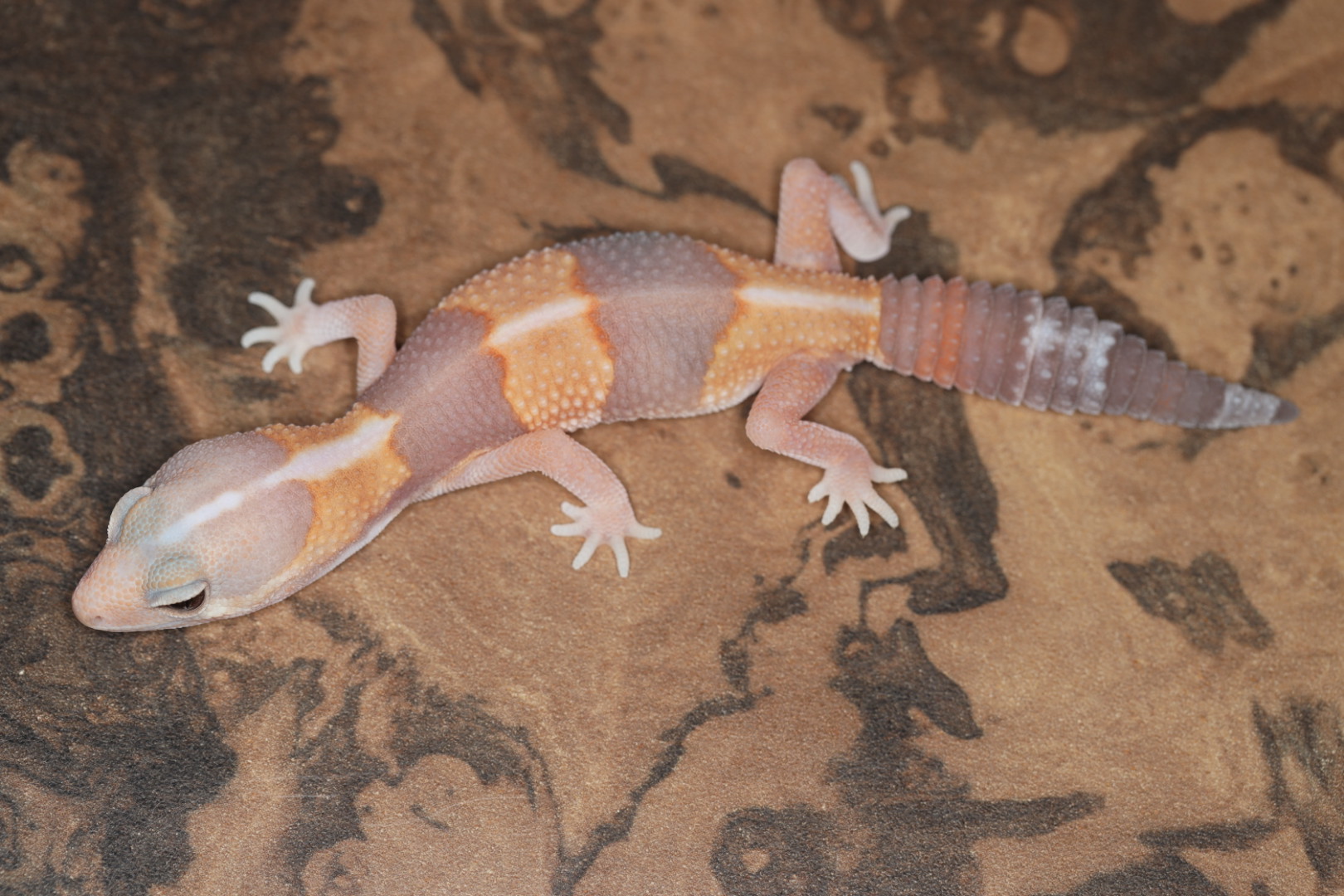 ニシアフリカトカゲモドキ アメラニストライプ