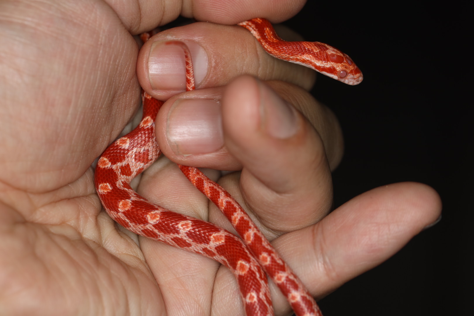 コーンスネーク アメラニスティック [特価]