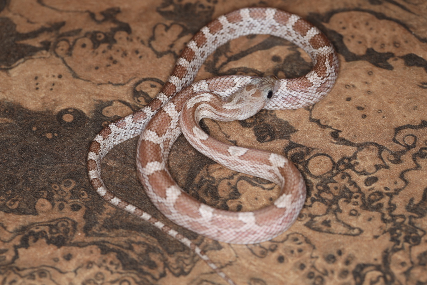 コーンスネーク シンダー