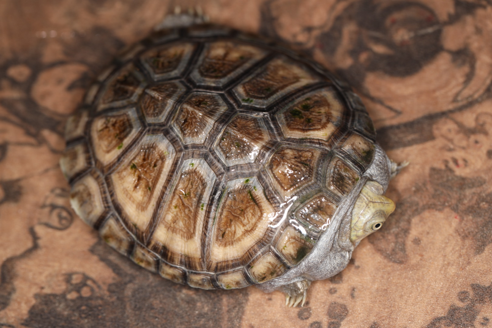 ノコヘリハコヨコクビガメ