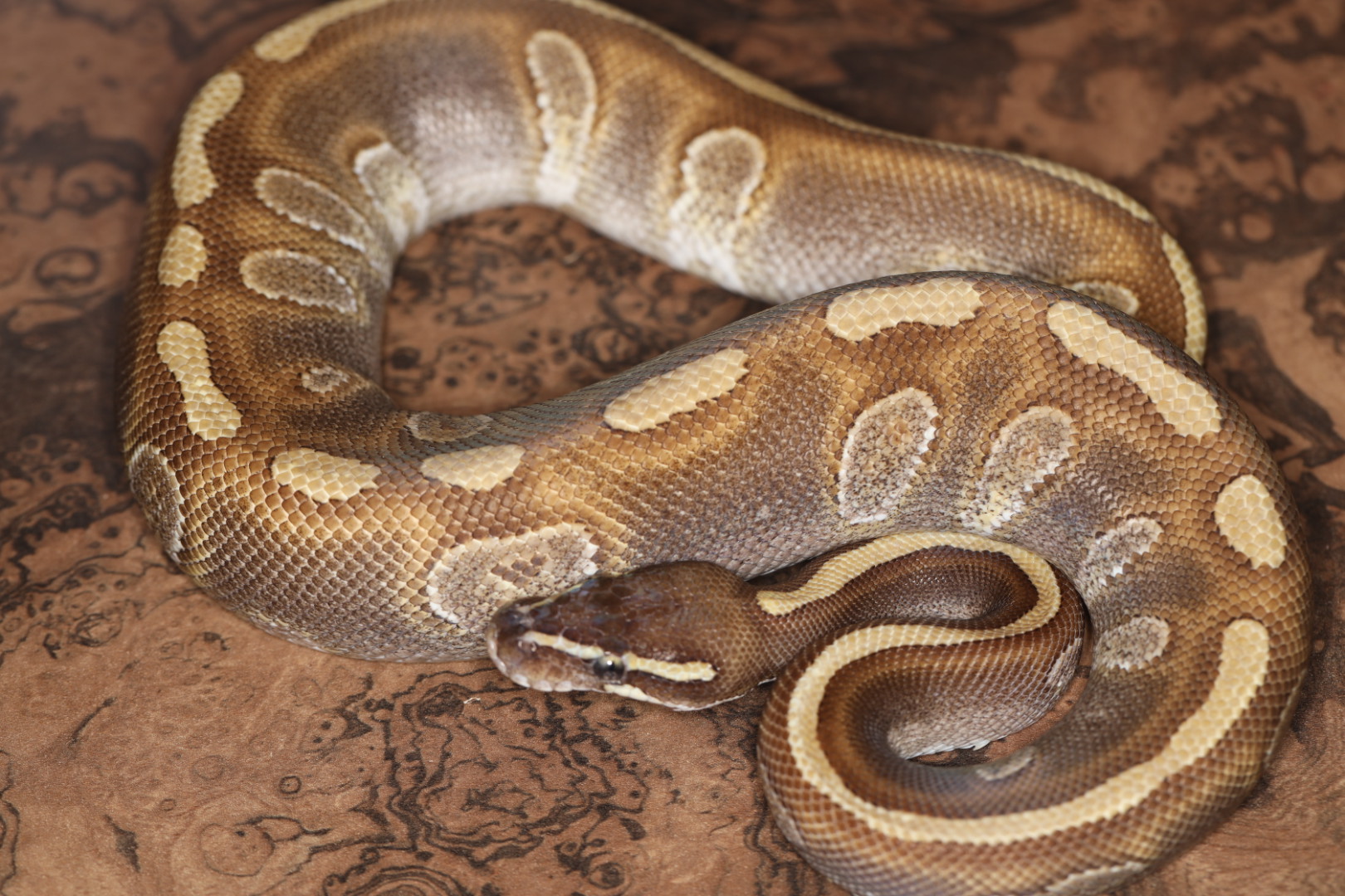 ボールパイソン エンチストレンジャー