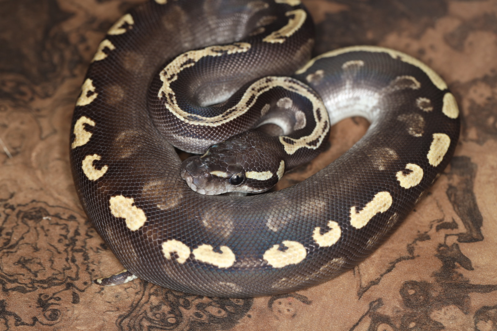 ボールパイソン GHIモハベ イエローベリーorアスファルト