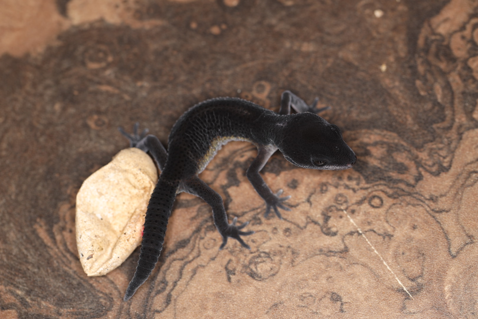 ヒョウモントカゲモドキ ブラックナイト 【GEMCB】