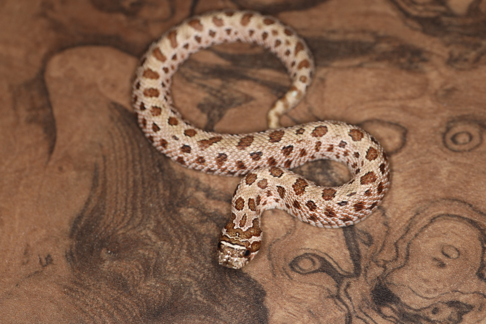 セイブシシバナヘビ アークコンダ