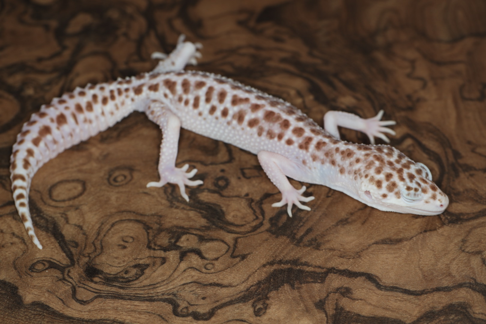 ヒョウモントカゲモドキ スーパーカルサイト