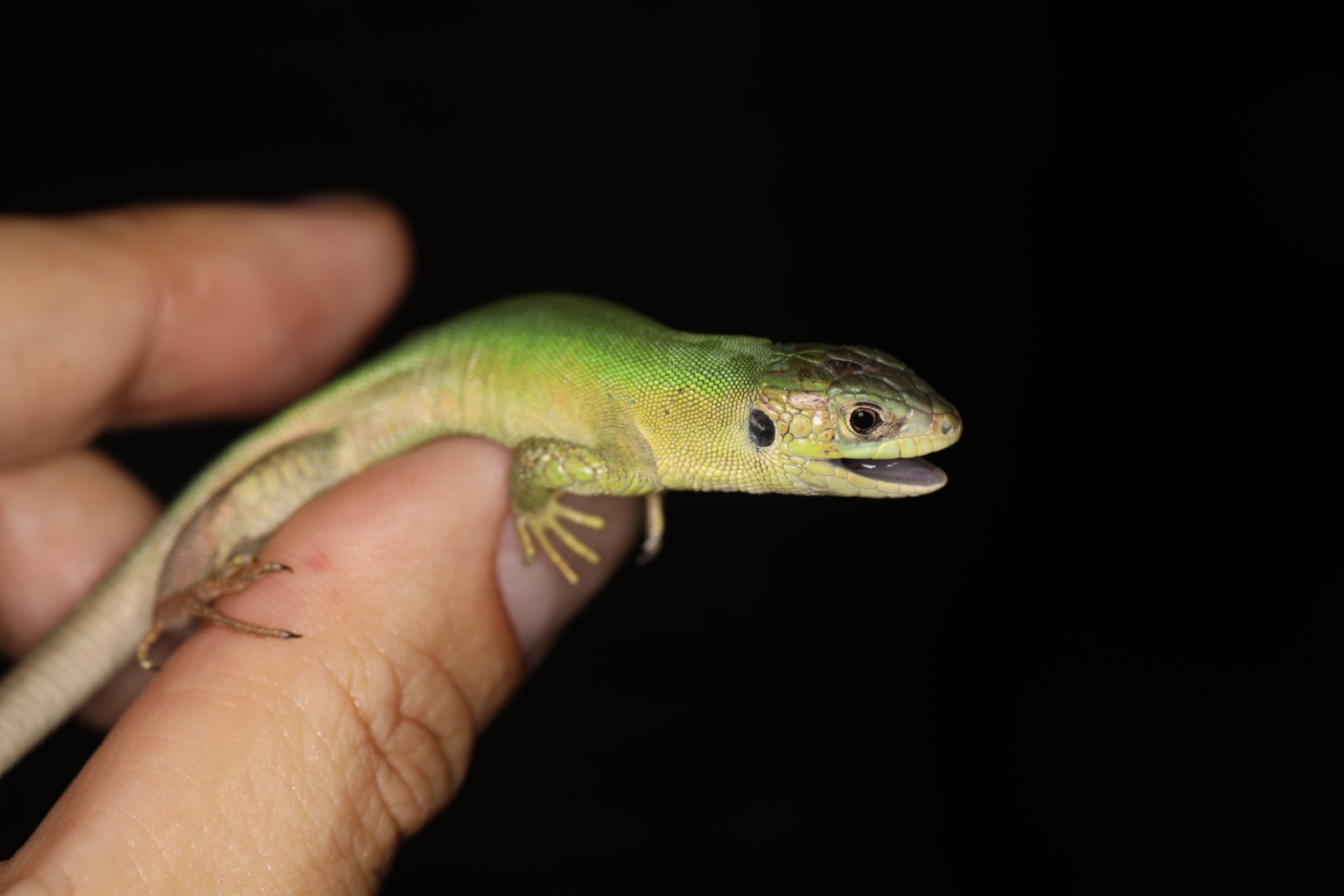 ニシミドリカナヘビ