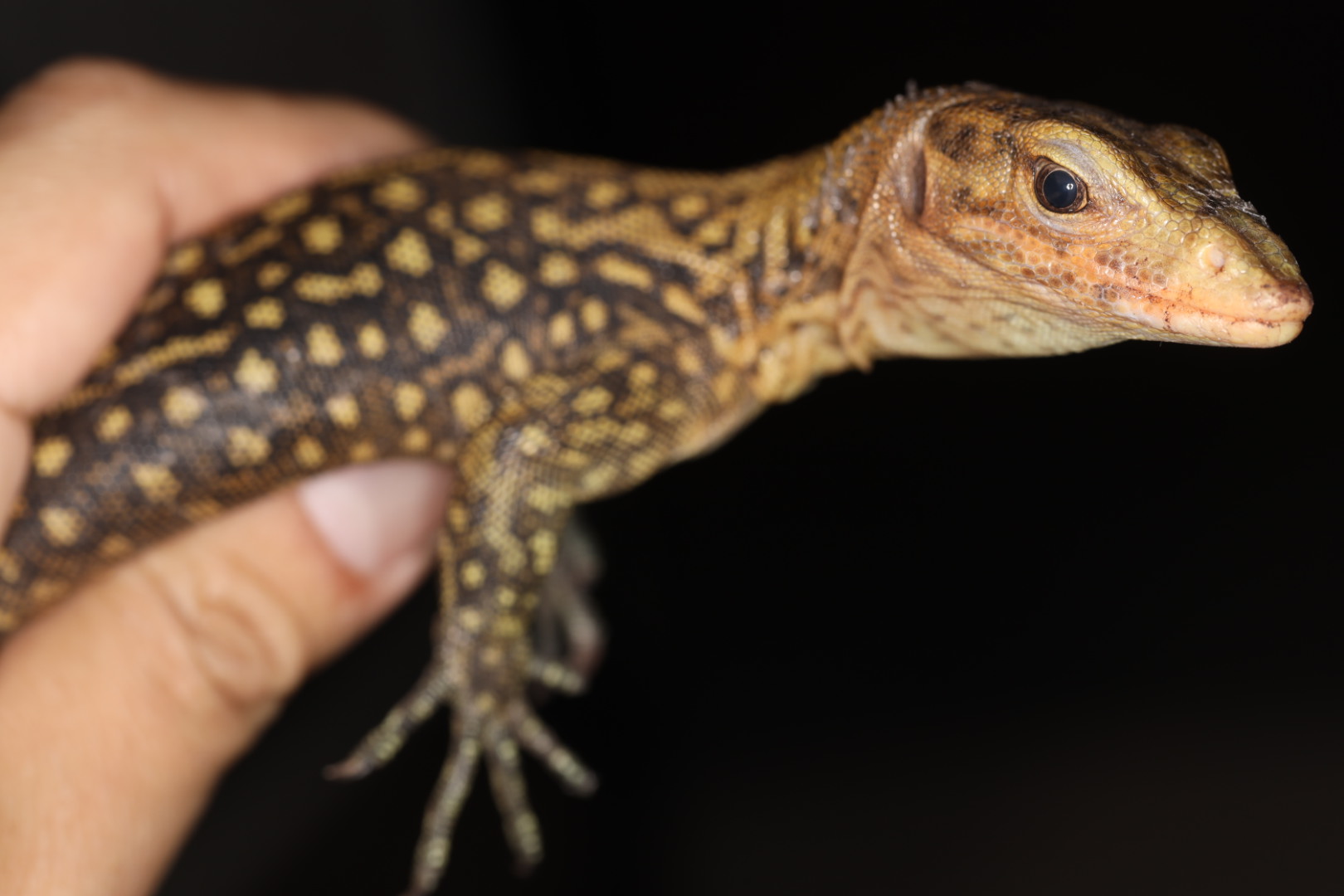 イエローヘッドモニター