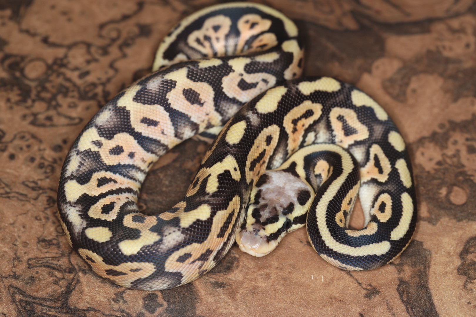 ボールパイソン スーパーパステルhetパイド