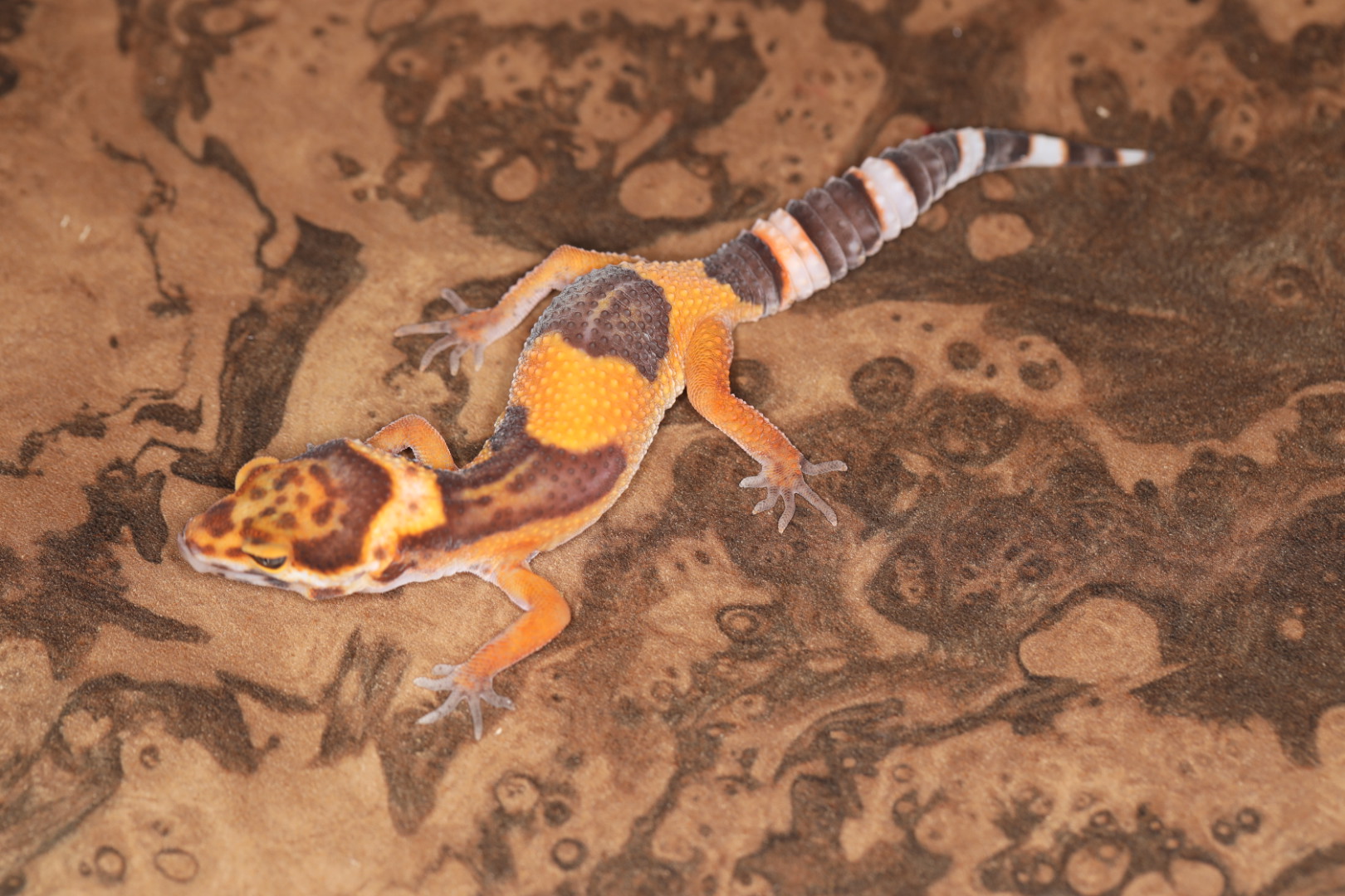 ヒョウモントカゲモドキ JMGブラッドマンダリン 【GEMCB】