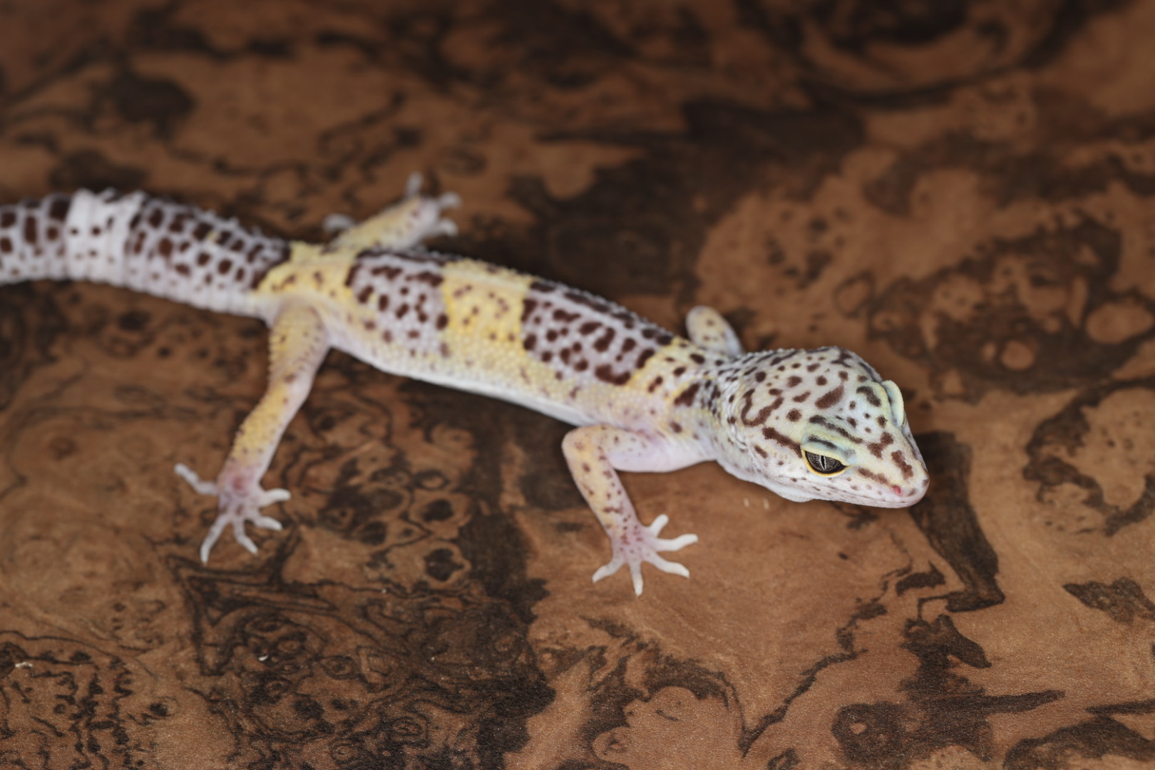 サトプラトカゲモドキ