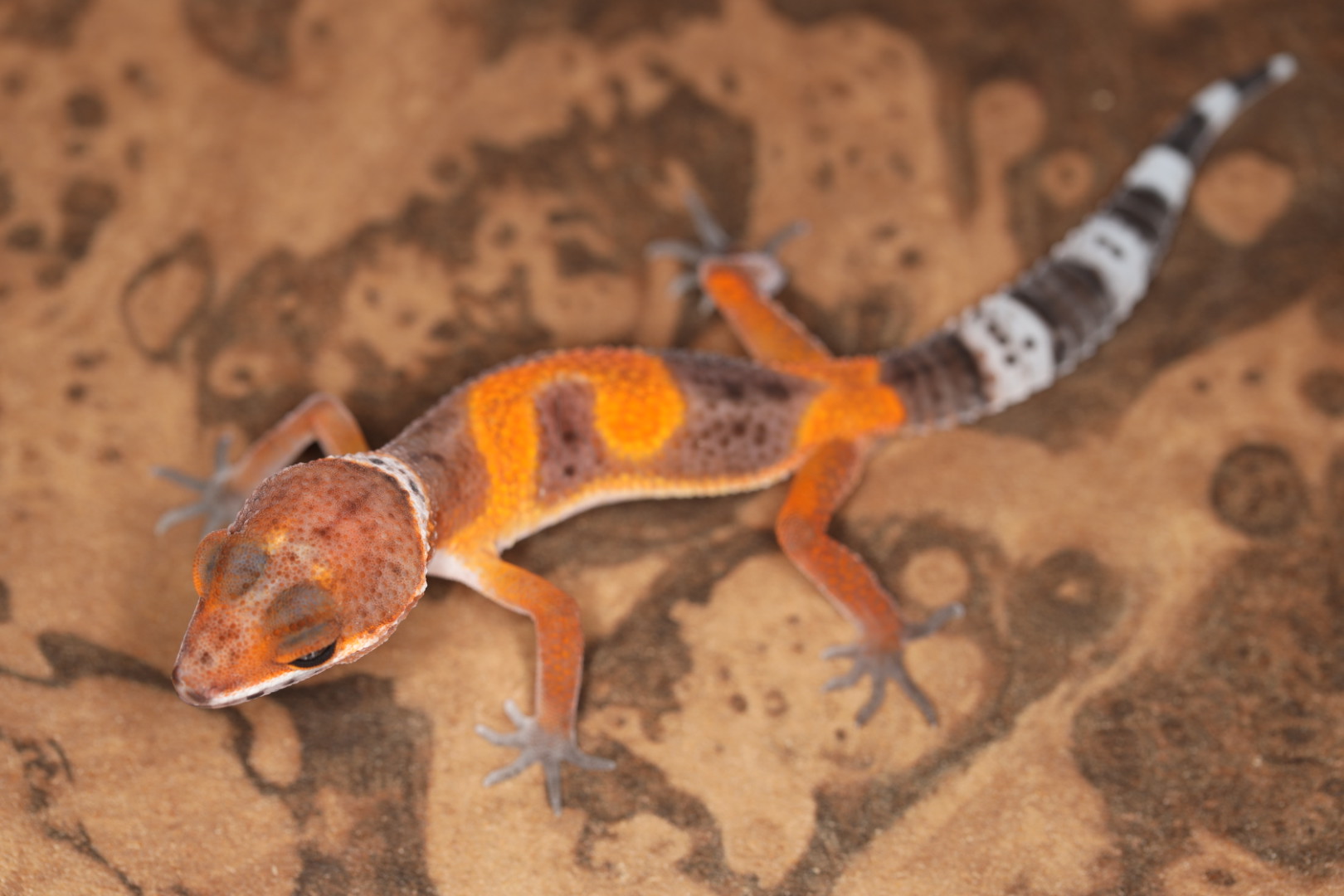 ヒョウモントカゲモドキ ブラッドインフェルノ