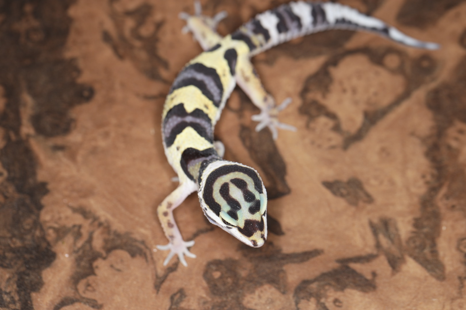 ヒョウモントカゲモドキ バンディット