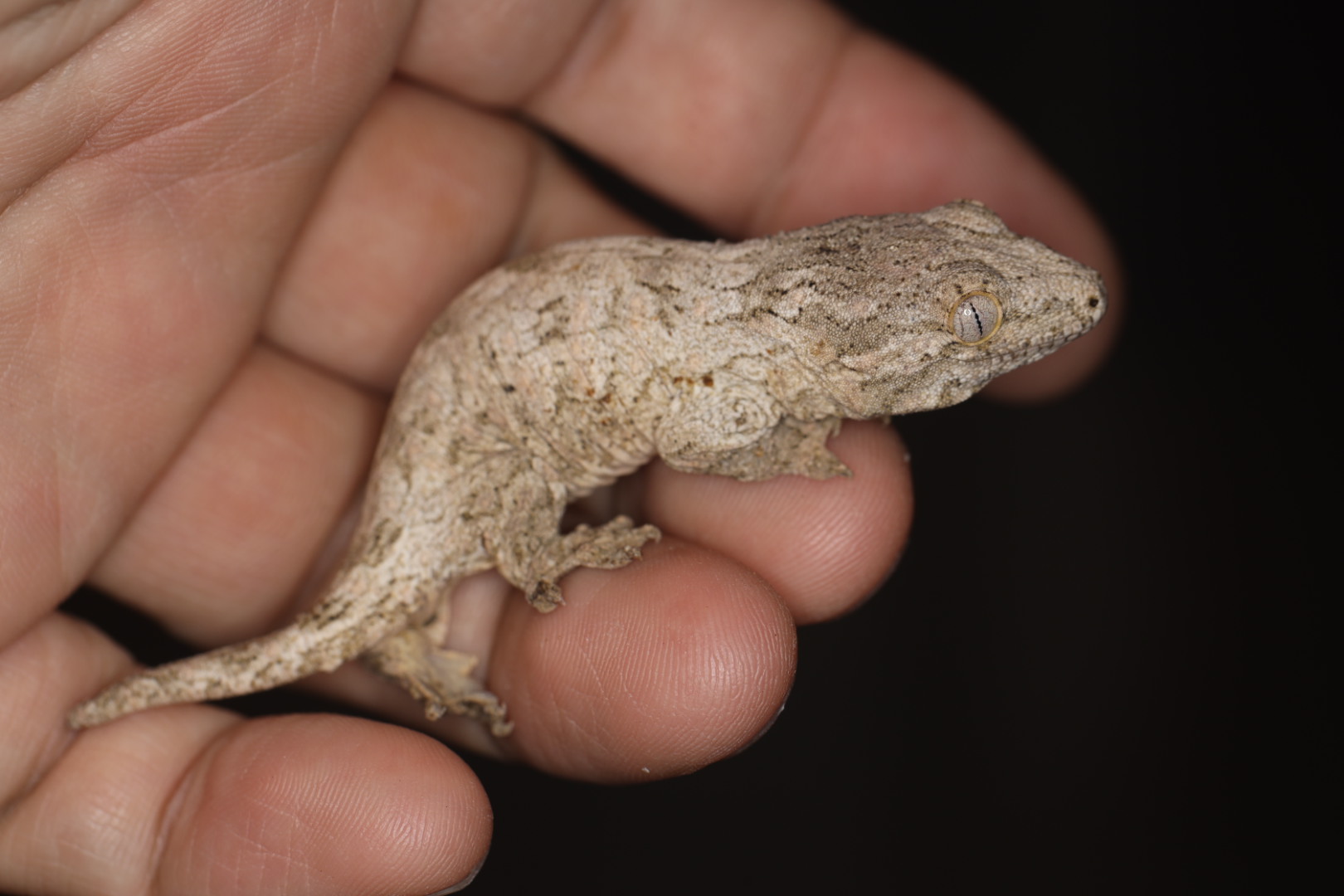 ジャイアントゲッコー ヌ・アミ