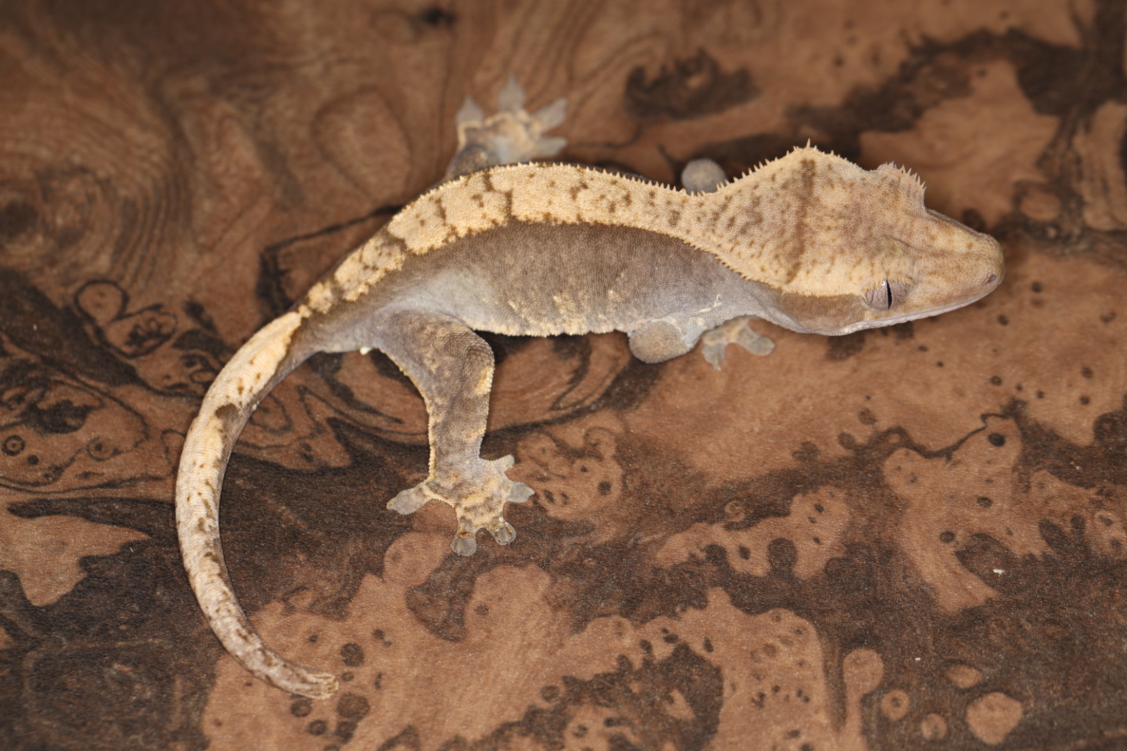 クレステッドゲッコー hetアザンティック