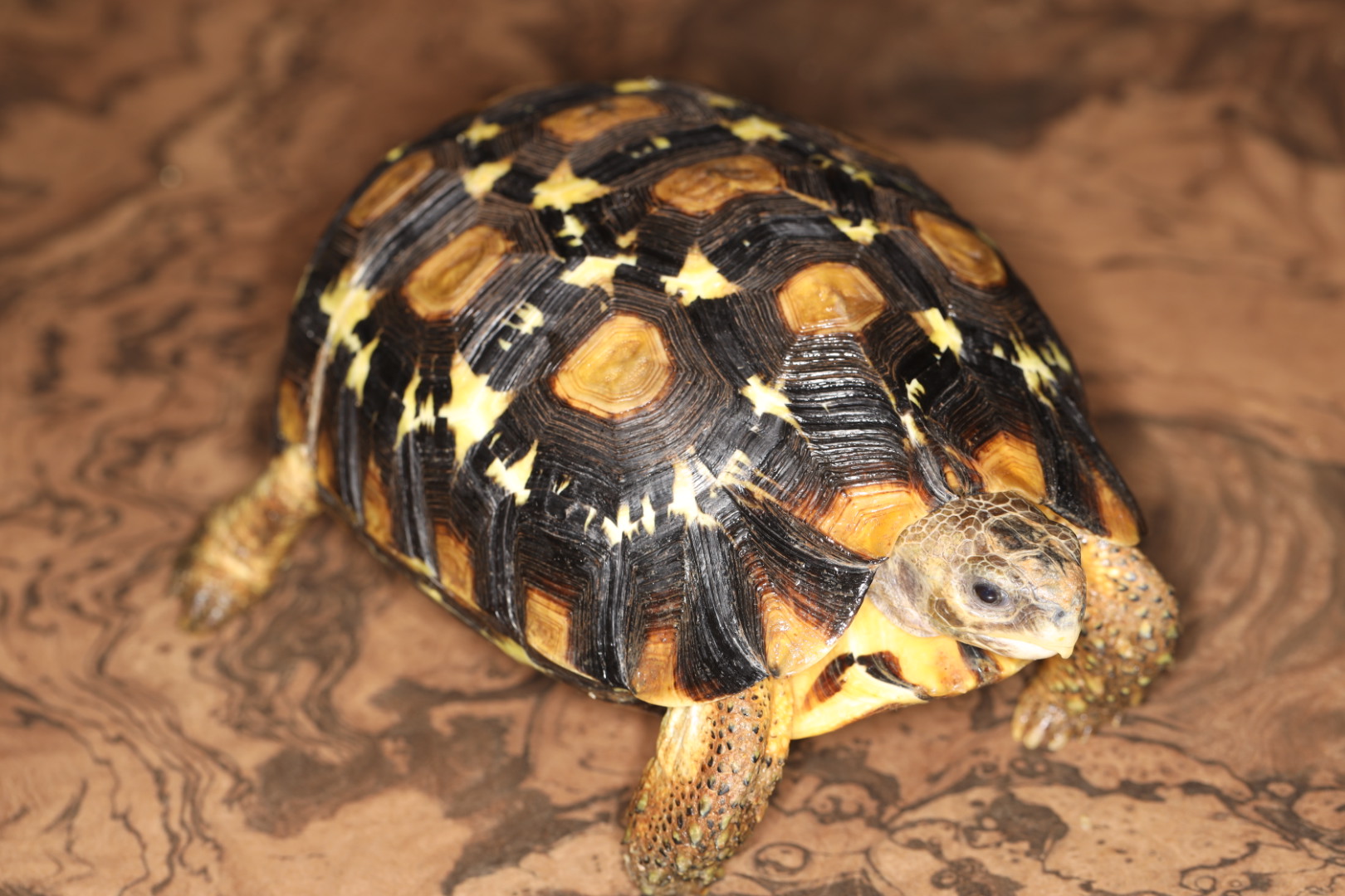 ヒガシベルセレオガメ