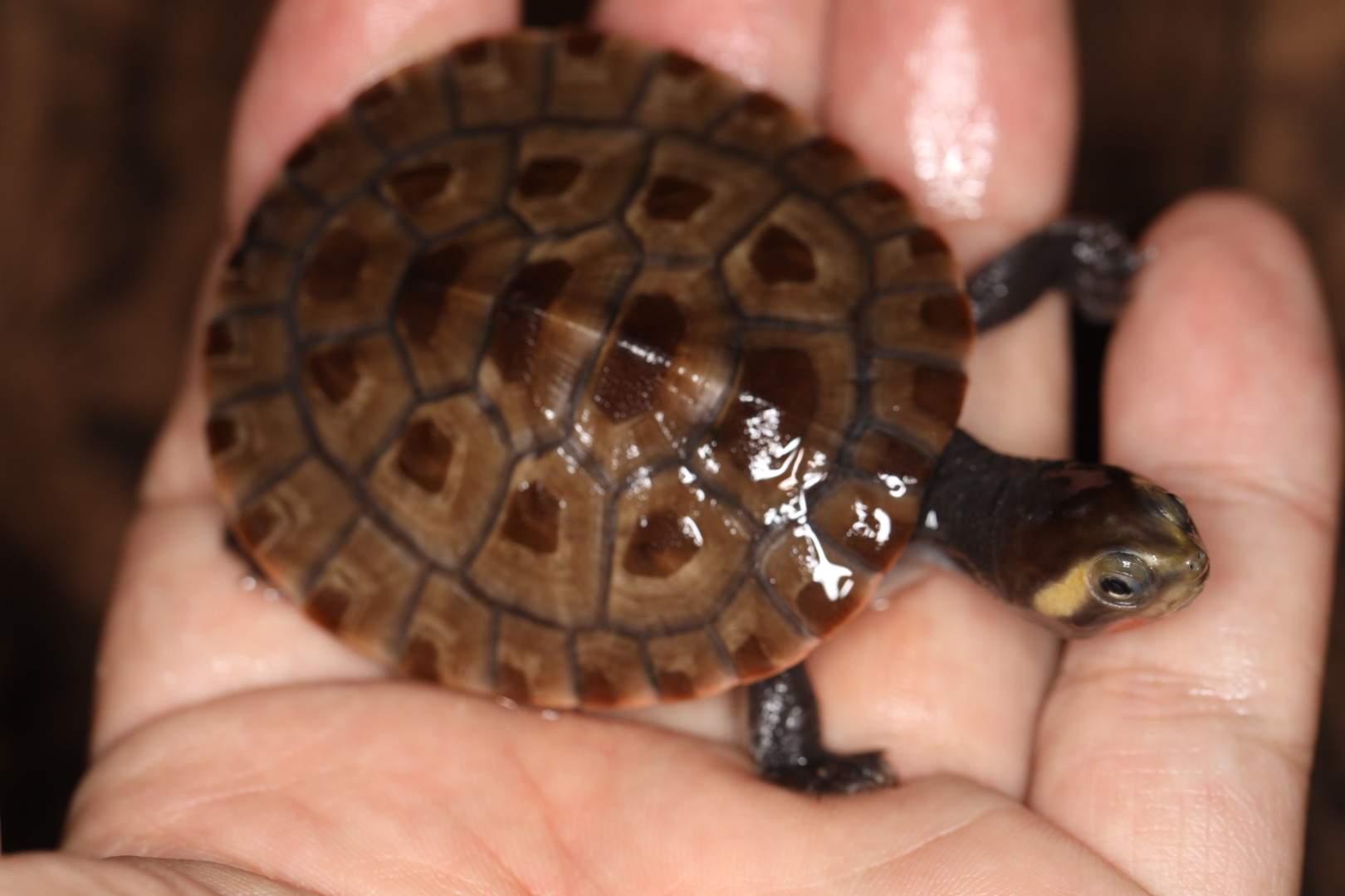 ニシキマゲクビガメ