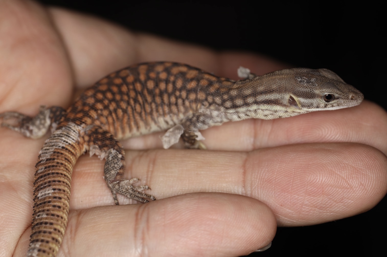 リッジテールモニター イエローアキー