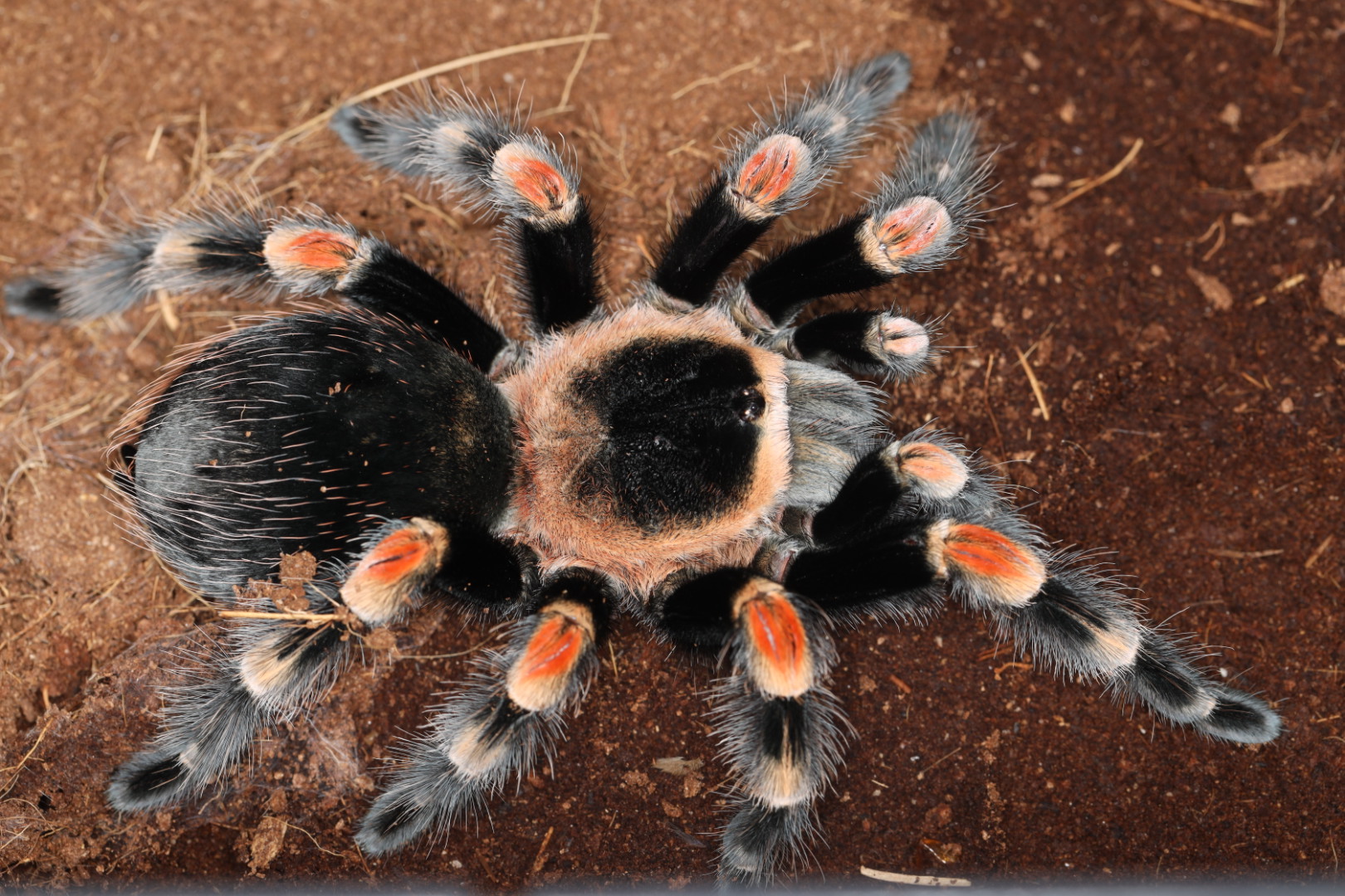 メキシカンレッドニー