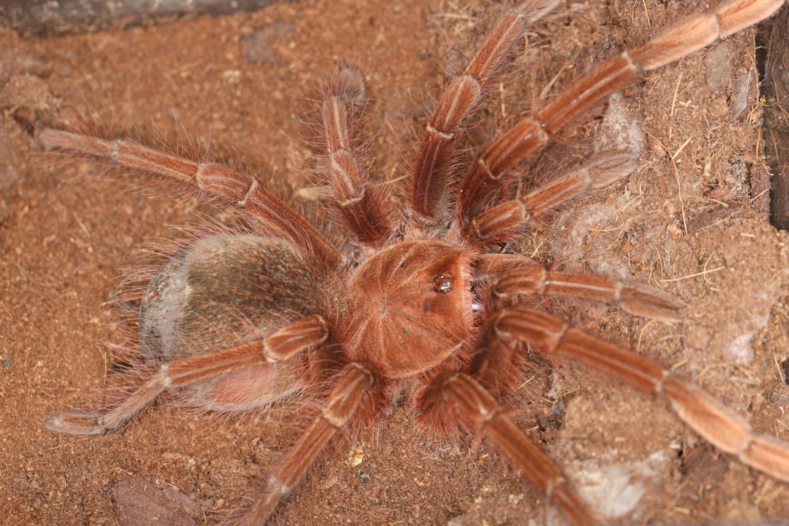 ピンクフットゴライアスバードイーター