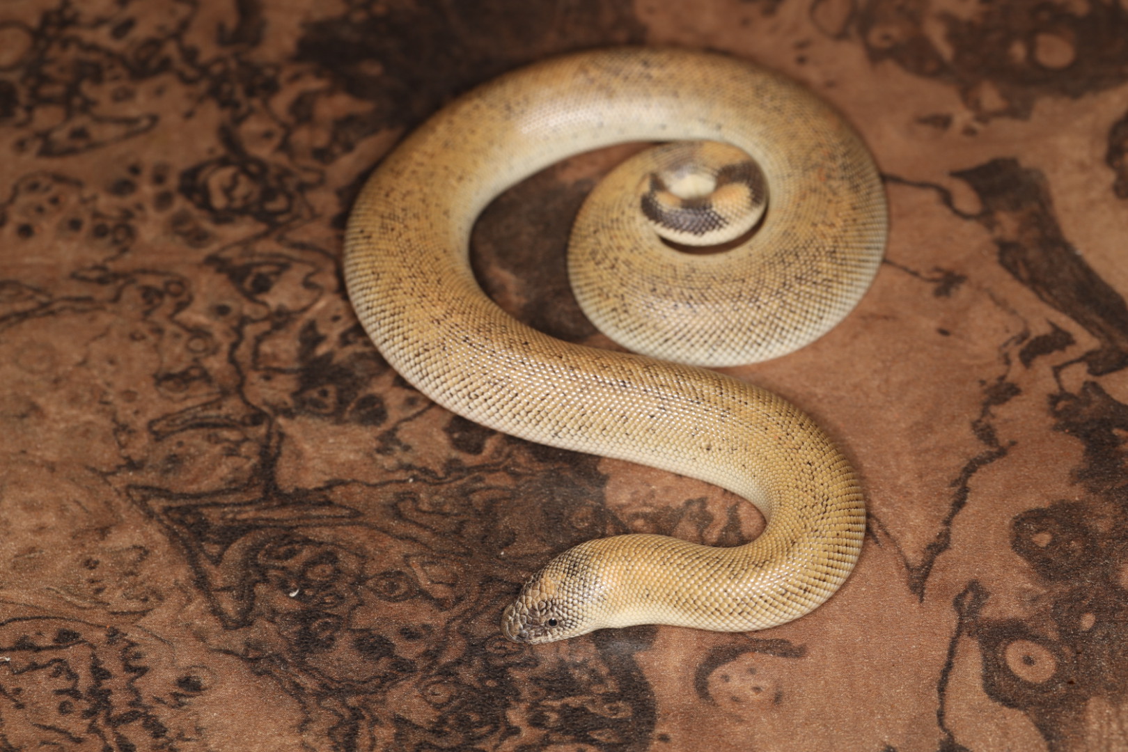 ジョニースナボア 【特価】