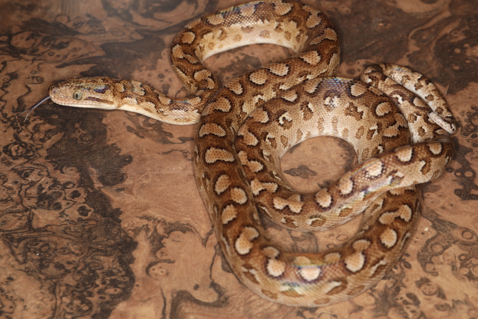 アルゼンチンレインボーボア