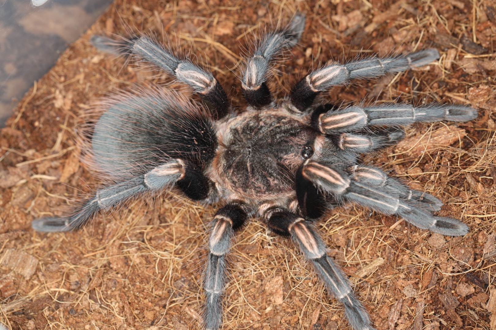 ペルビアンオレンジストライプ