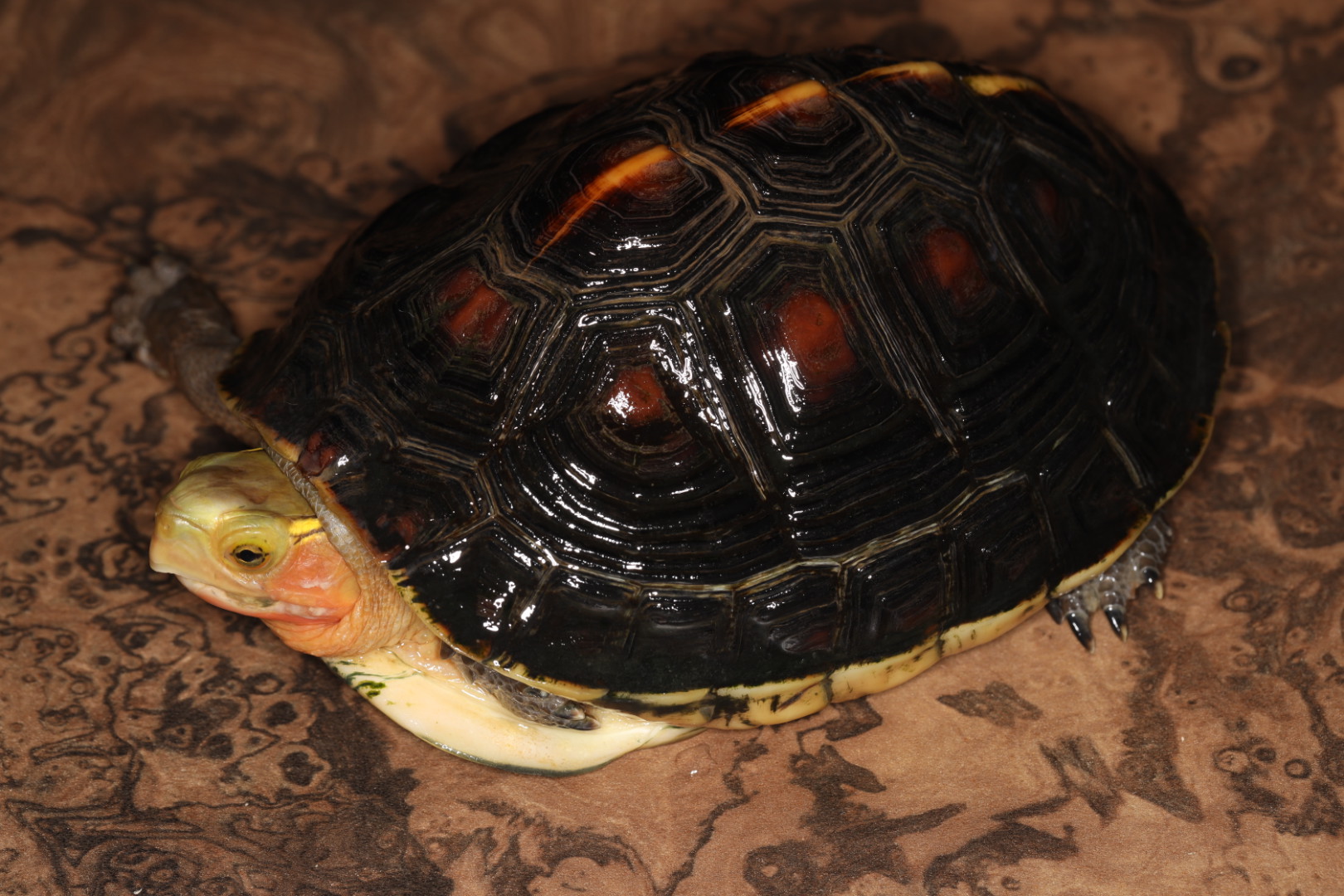 チュウゴクセマルハコガメ