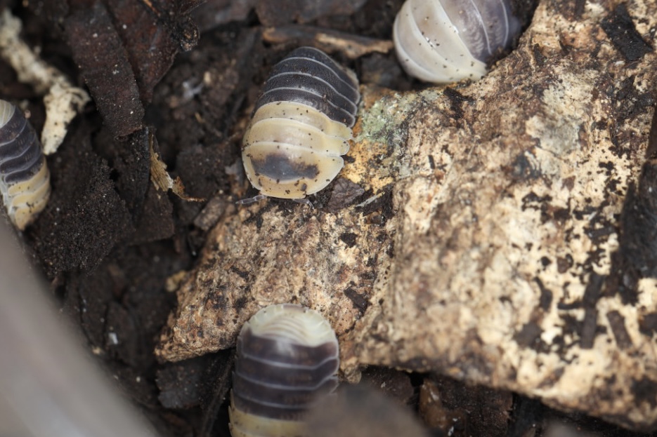 バンブルビーダンゴムシ 10匹セット