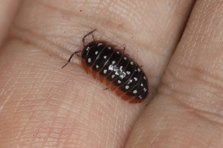 モンテネグロダンゴムシ 10匹セット