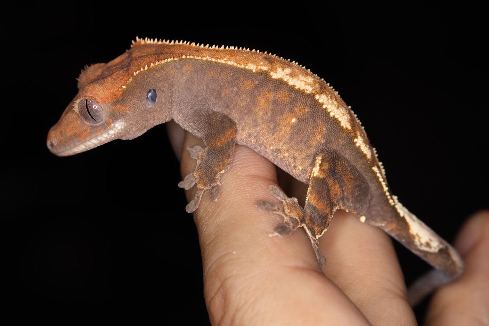 クレステッドゲッコー セーブル