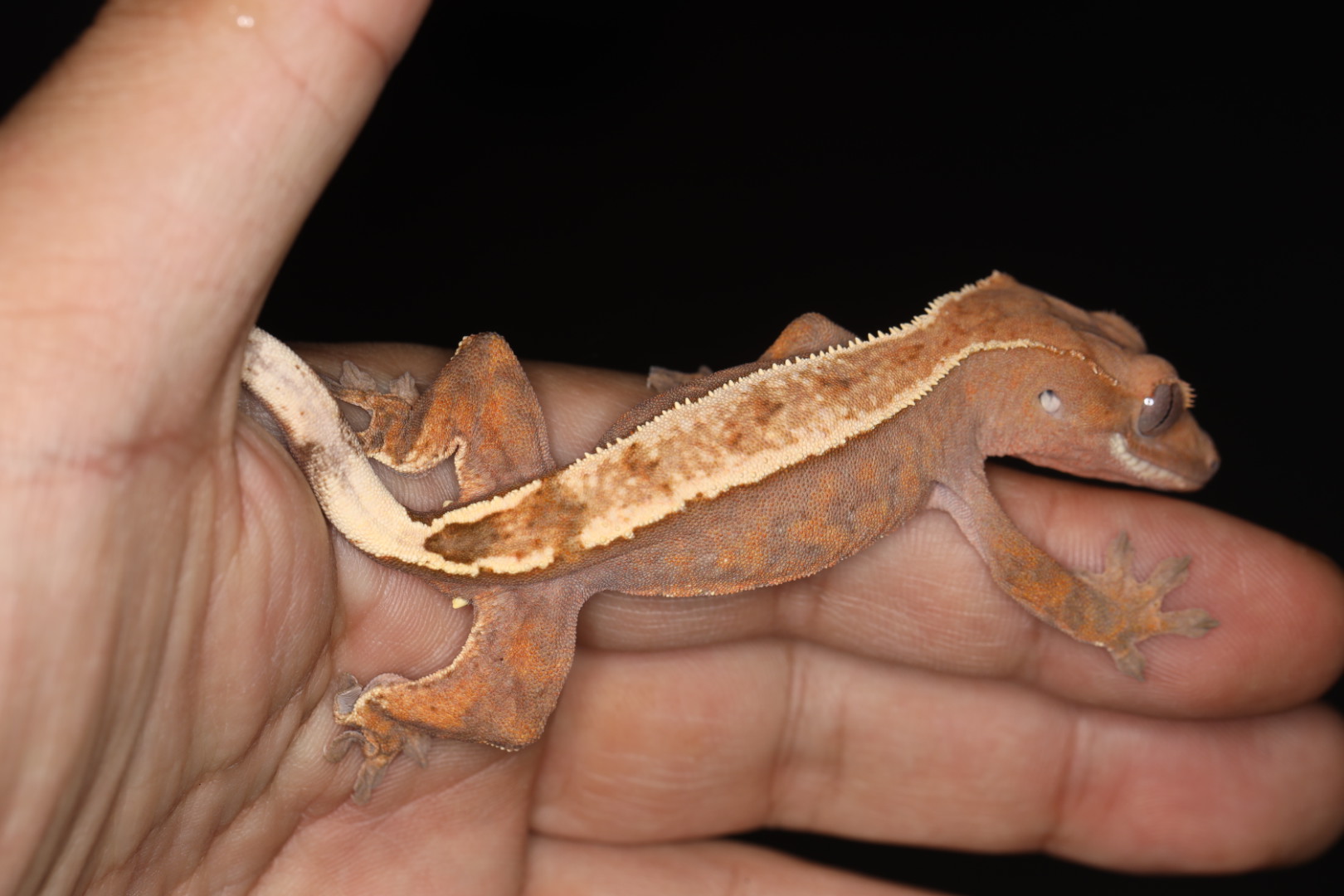 クレステッドゲッコー セーブル