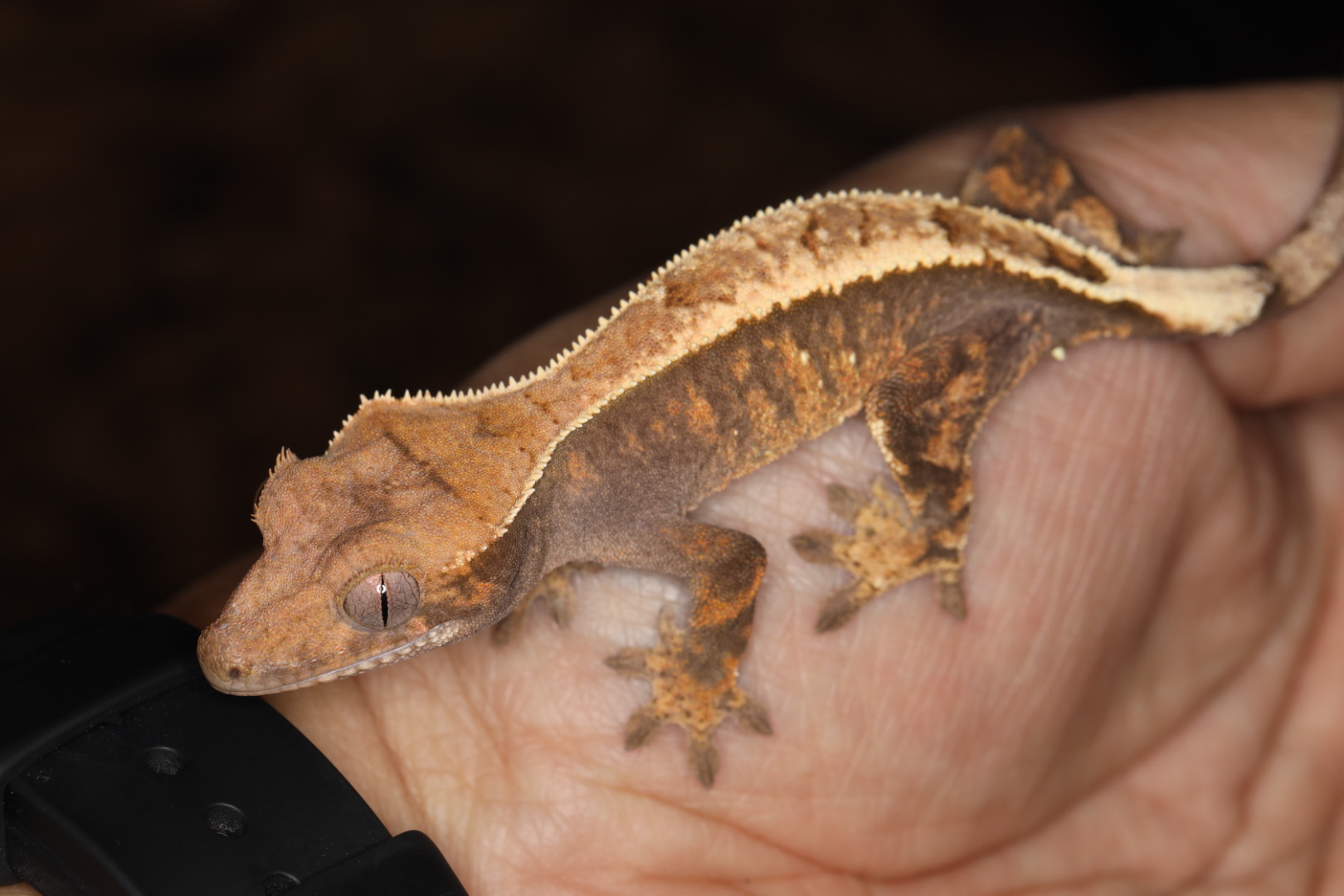 クレステッドゲッコー セーブル