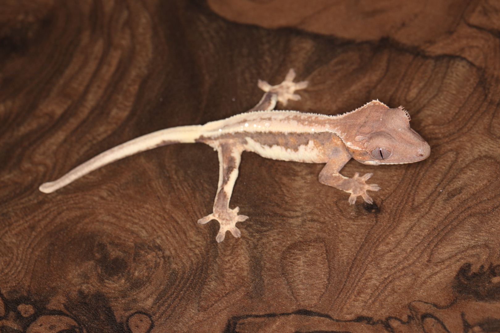 クレステッドゲッコー セーブルリリー