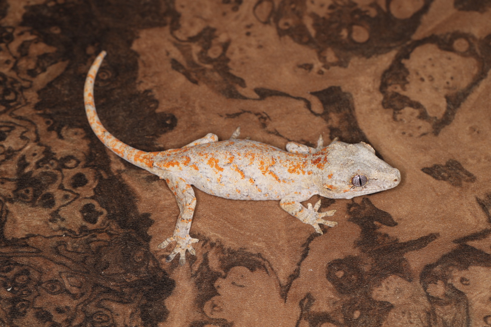 ガーゴイルゲッコー スケルトン