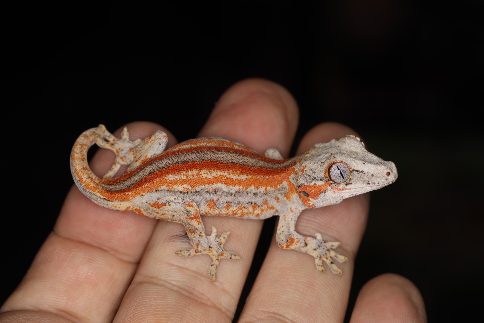 ガーゴイルゲッコー 6バンドストライプ