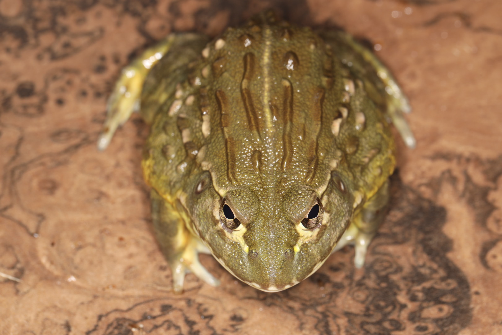 アフリカウシガエル