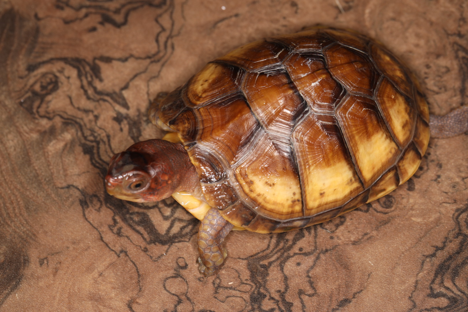 ミツユビハコガメ