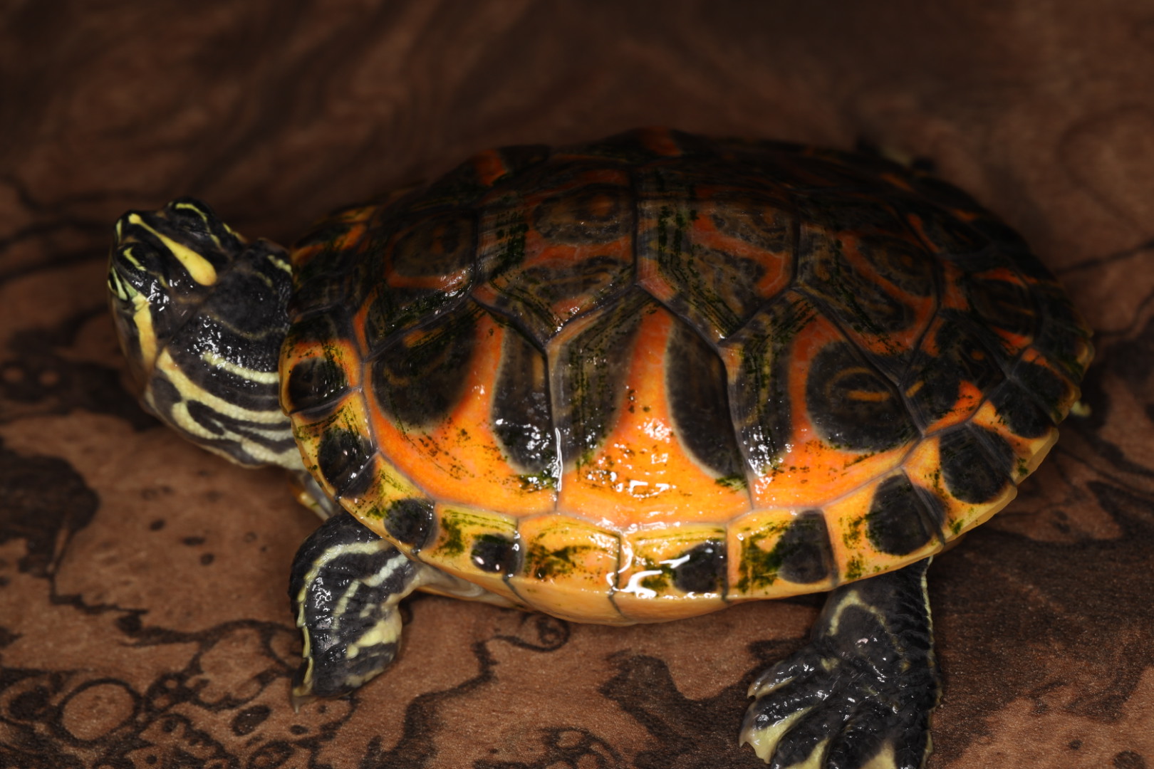 フロリダアカハラガメ ゴールデンフレーム