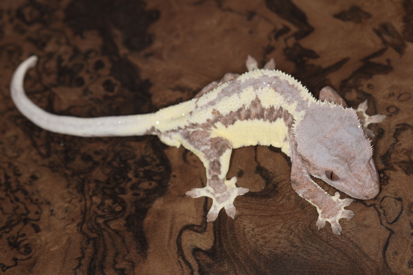 クレステッドゲッコー フラペチーノ