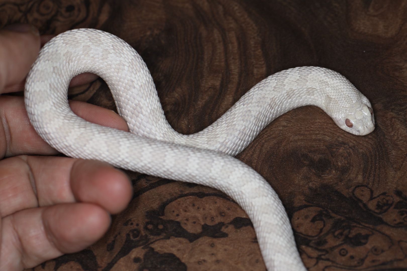 セイブシシバナヘビ スノー