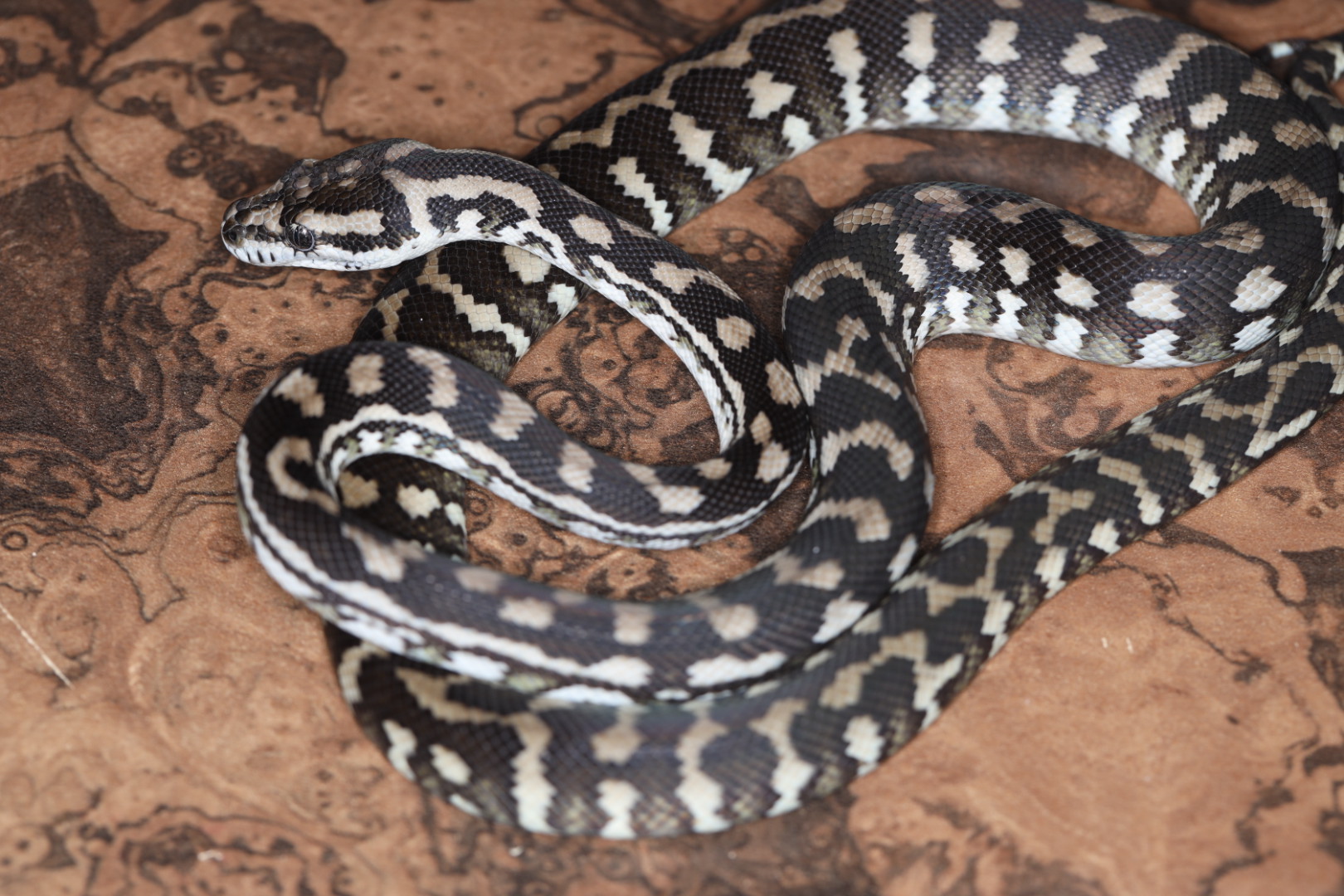 カーペットパイソン アザンティック