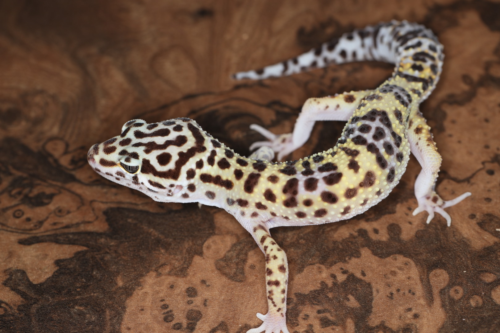 ヒョウモントカゲモドキ ゴジラジャイアント