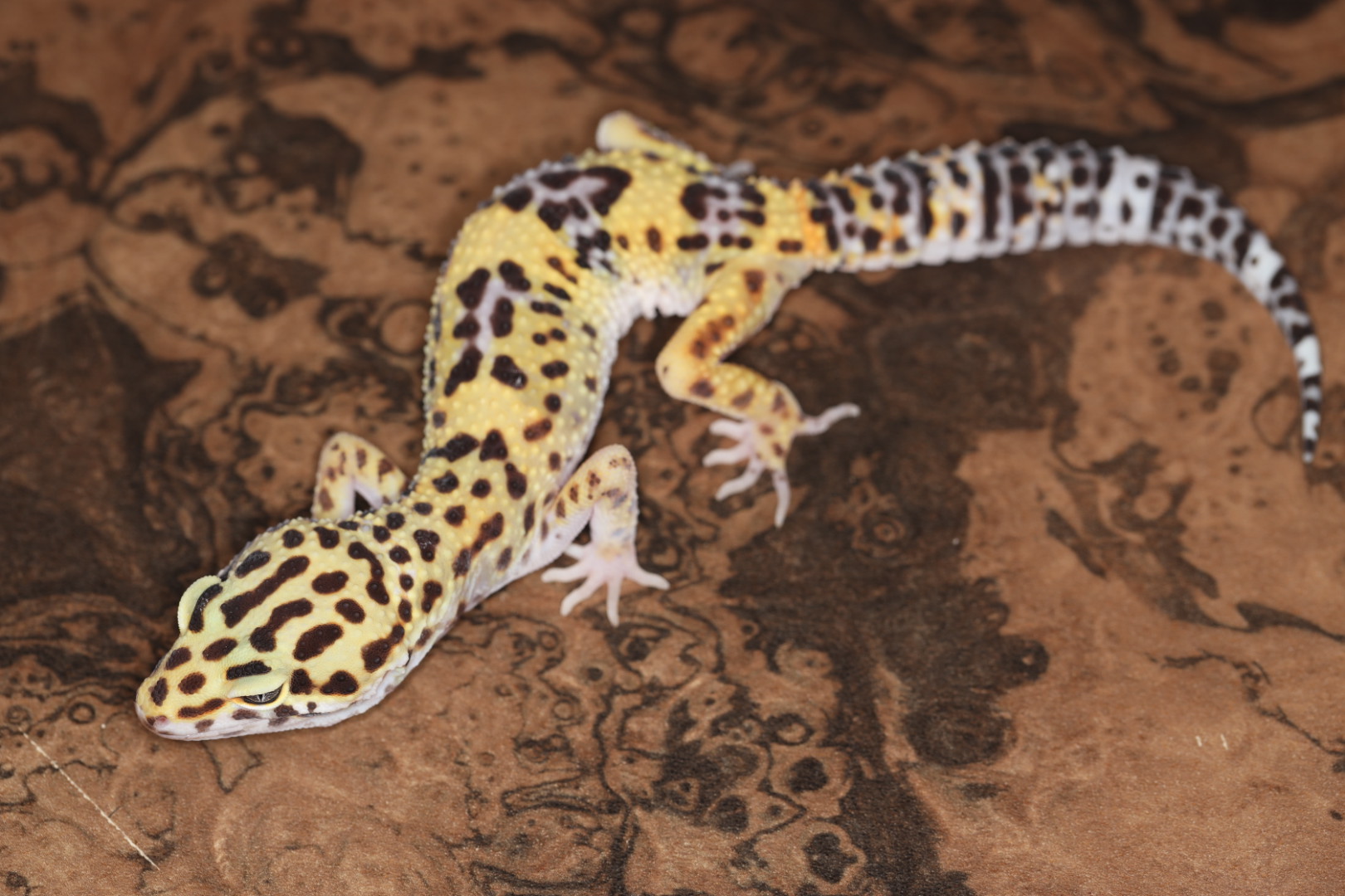 ヒョウモントカゲモドキ ゴジラジャイアント