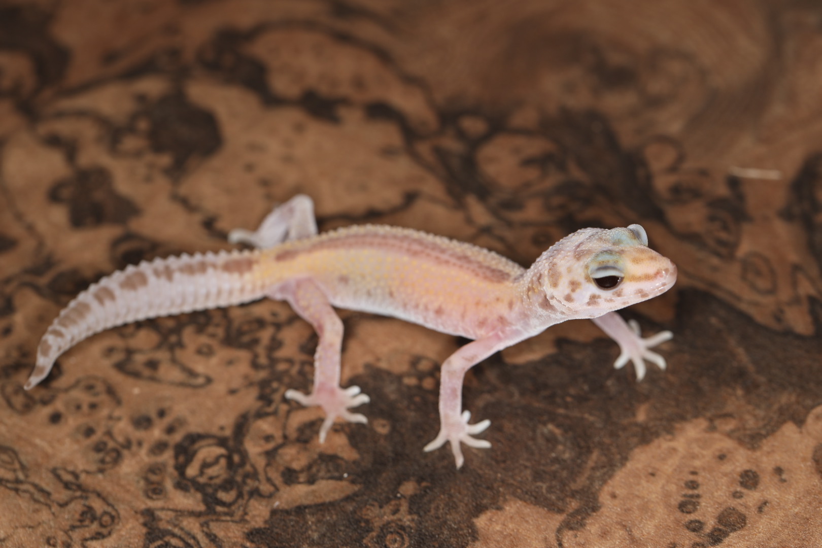 ヒョウモントカゲモドキ トレンパーサイファー