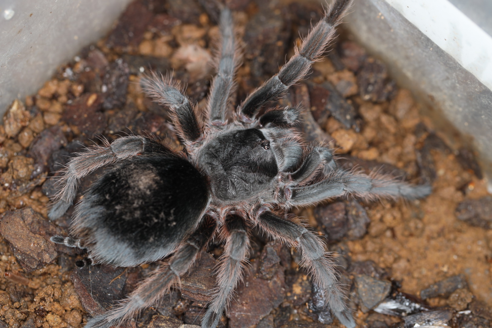 ブラジリアンジャイアントタウニーレッド