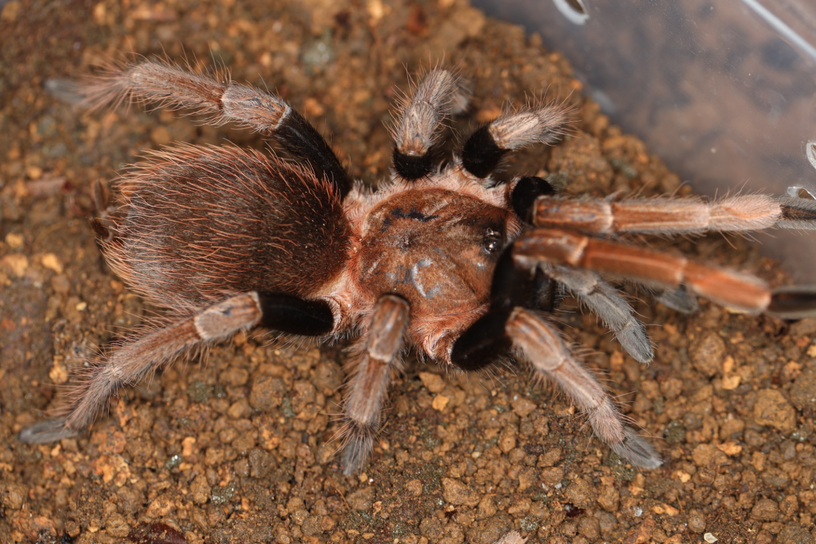 セリコペルマ sp.  "サンタ・カタリナ"