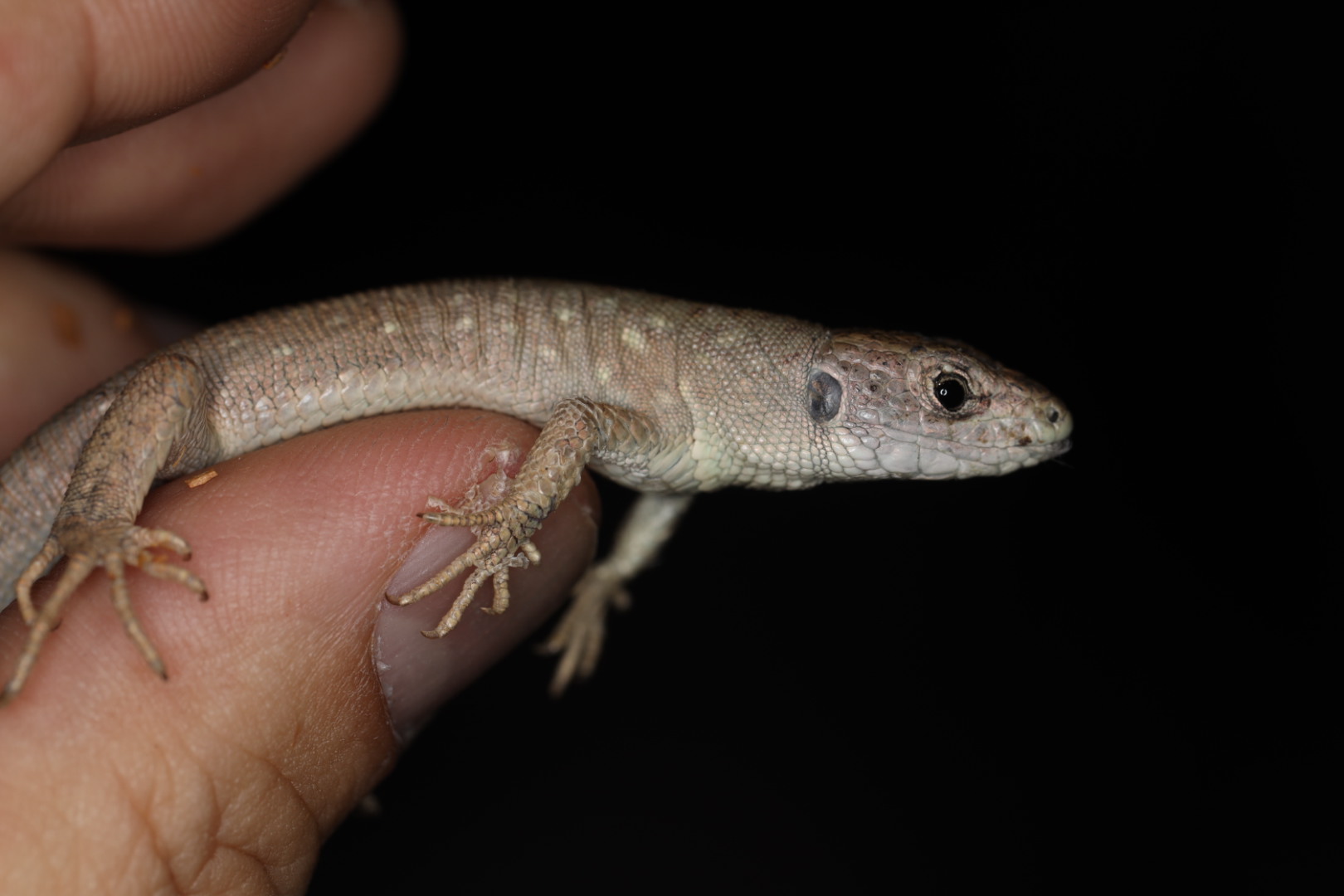 クルディスタンズグロホウセキカナヘビ