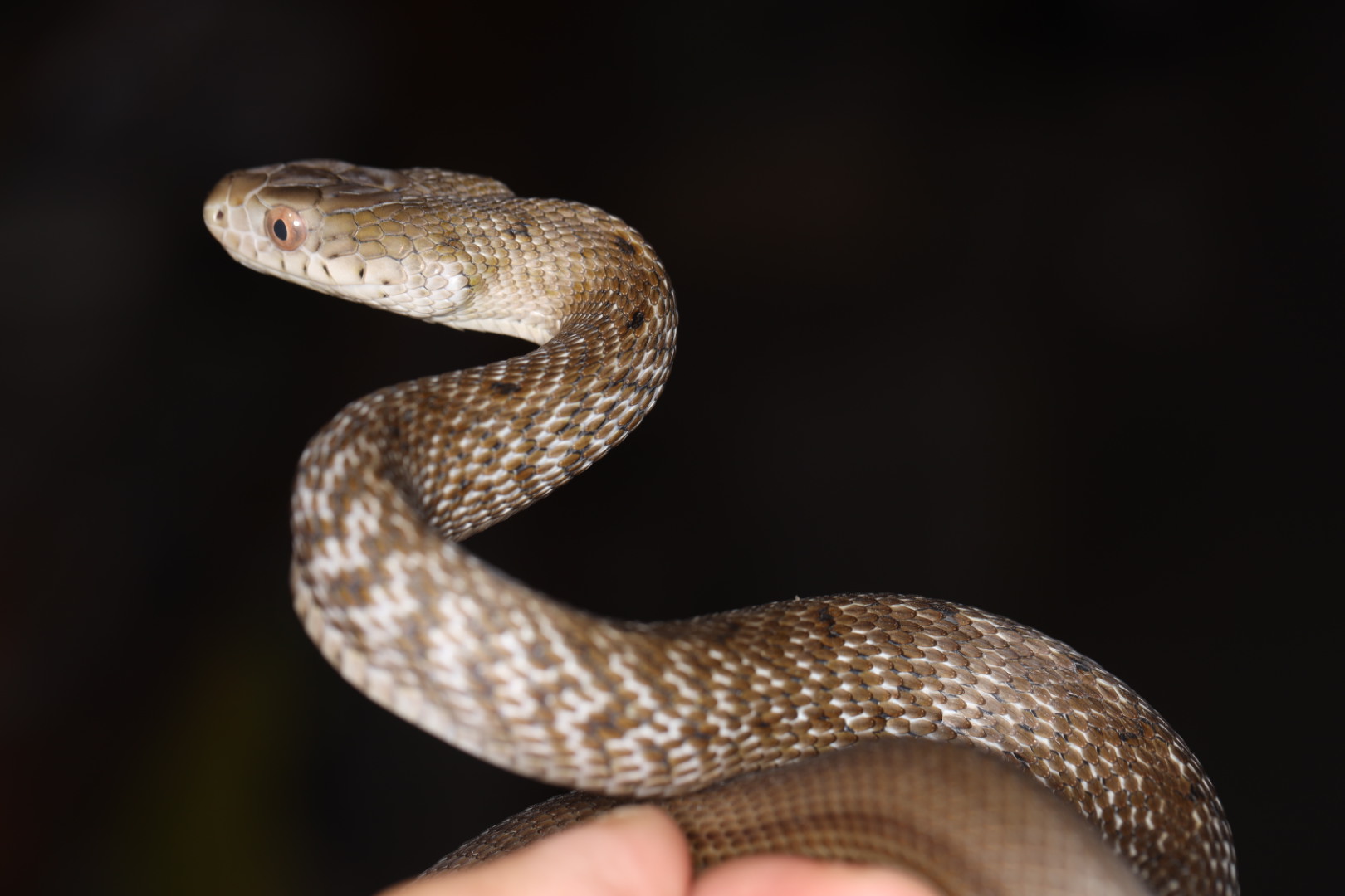 ヨナグニシュウダ